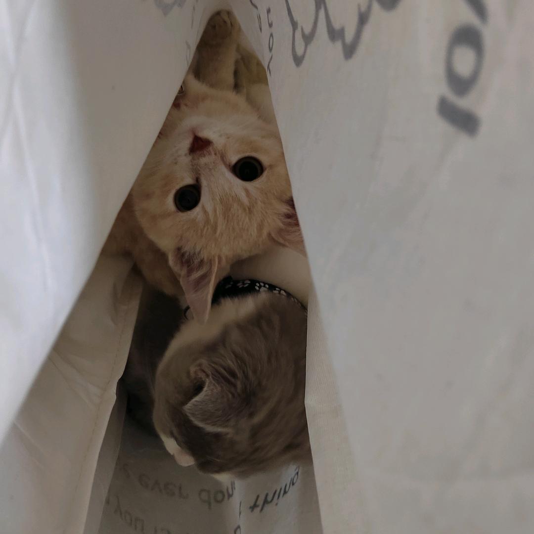 胖橘（互关版）