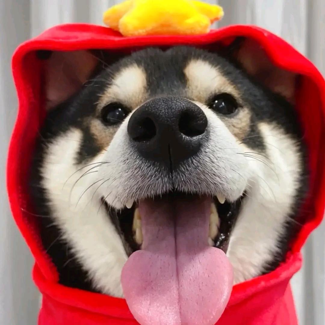 丹毛