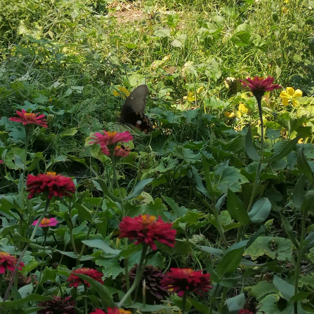 油坊店华丽农资