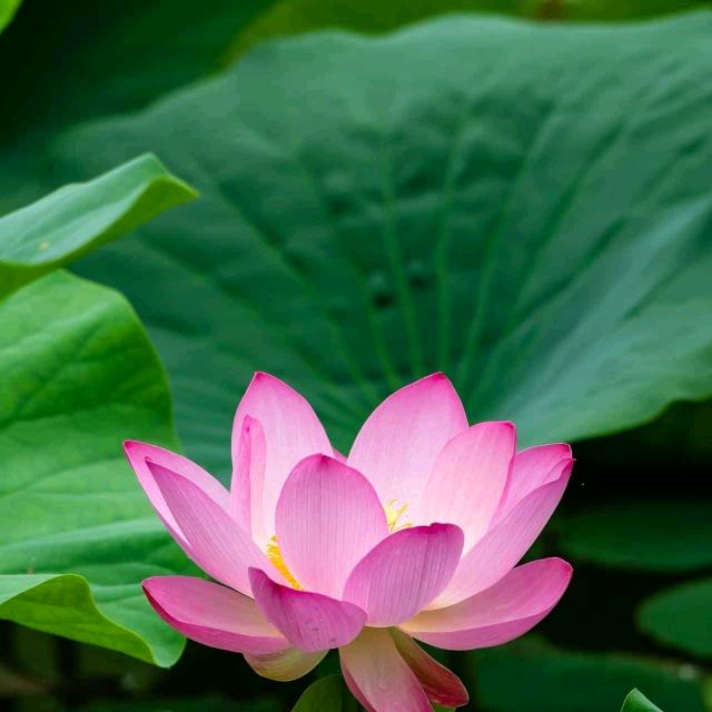 用户3677778895292笑看人生