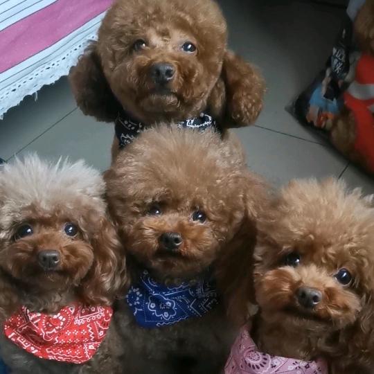 小果丁的日常