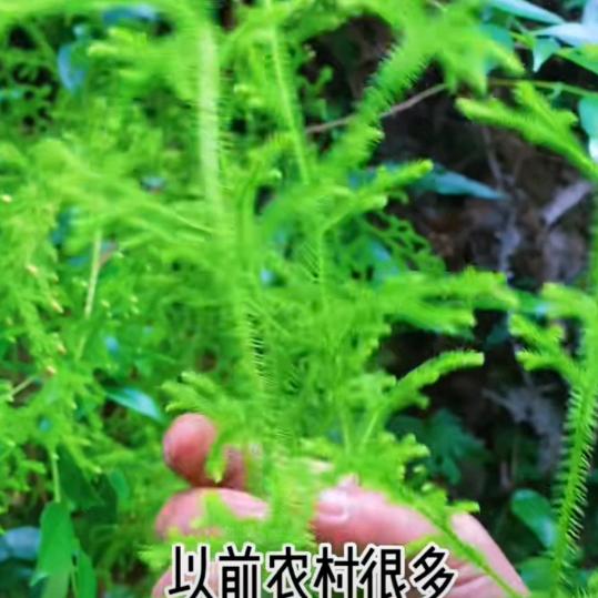 戏曲