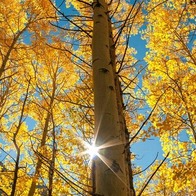 高子(造价+法律)