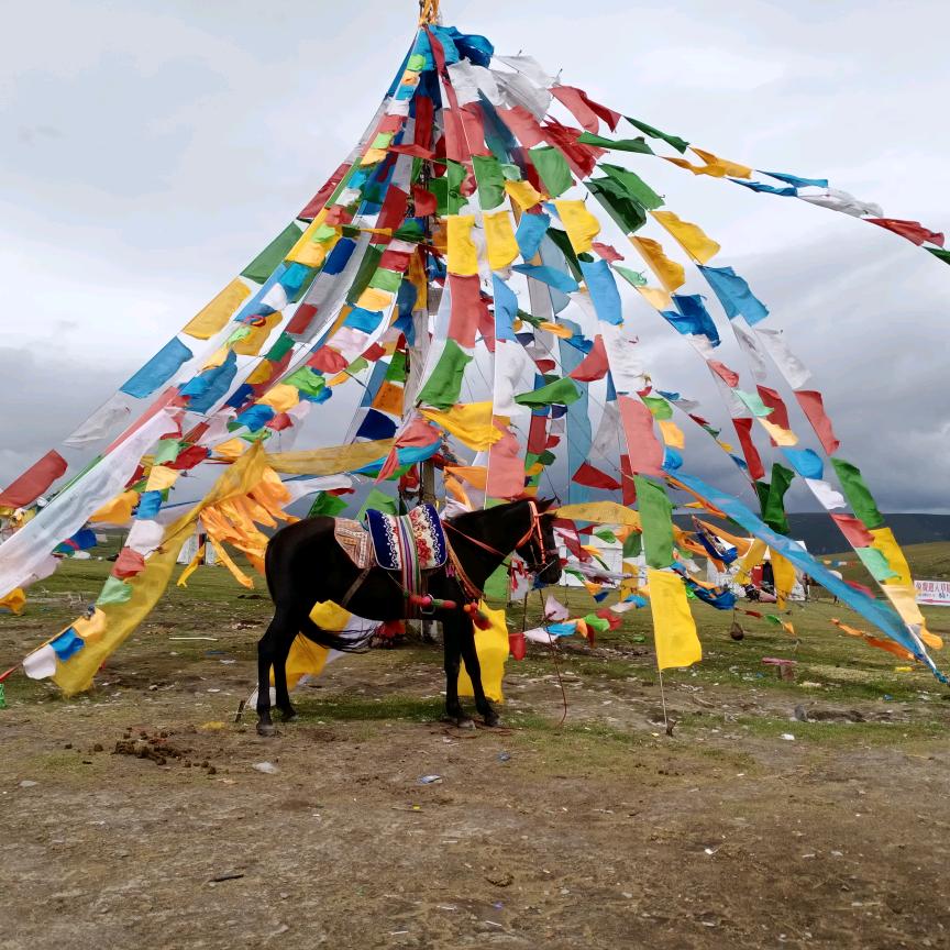 骑着蚂蚁闯红灯