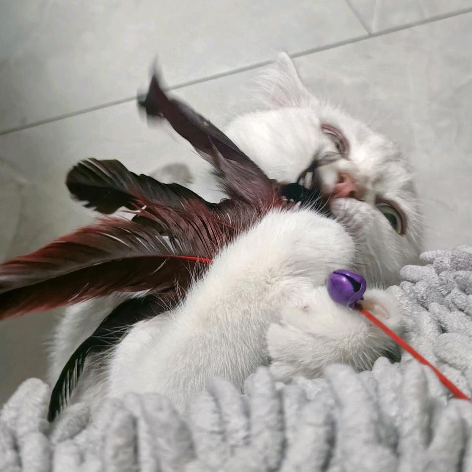 妹妹是只小猫咪