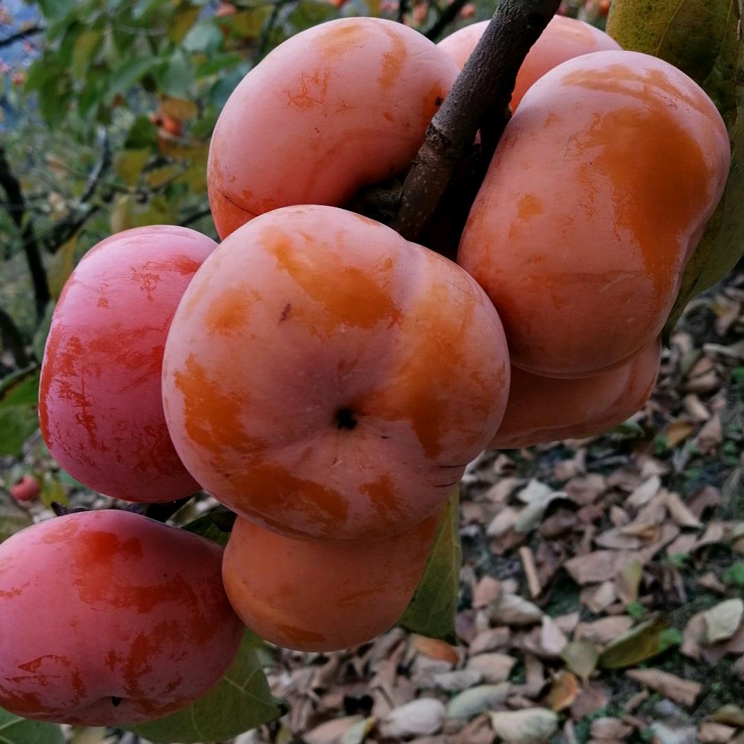 用户863336805269开心姐姐