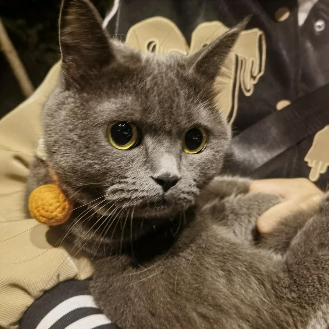 笨蛋小猫艺艺王