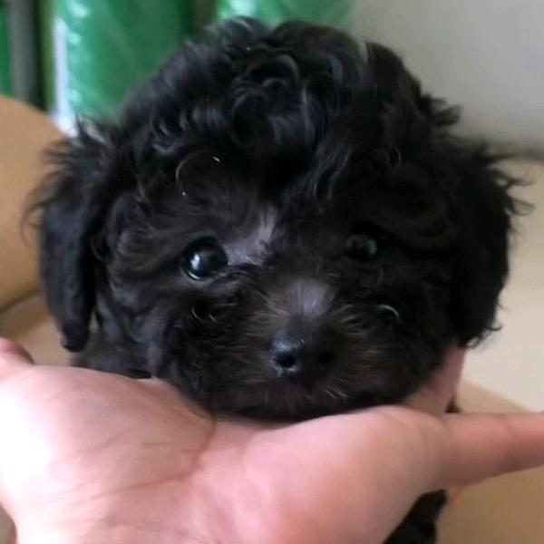 泰迪小灰灰