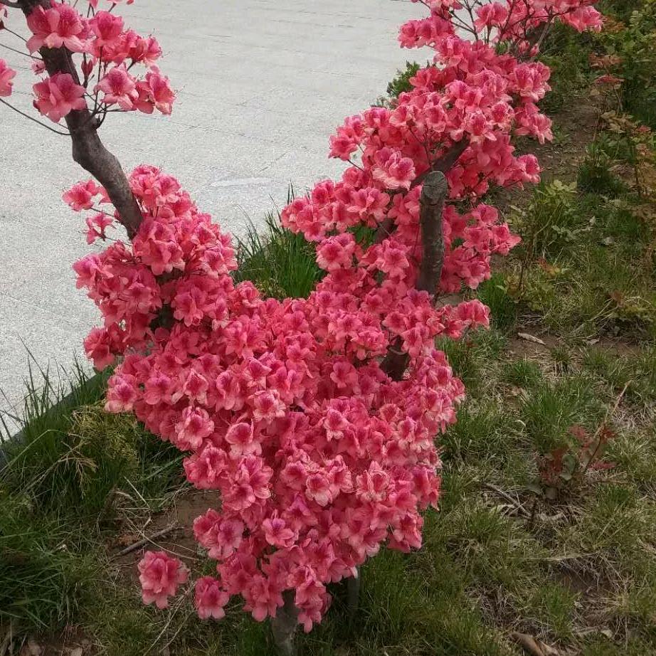 潇狼翔鹰