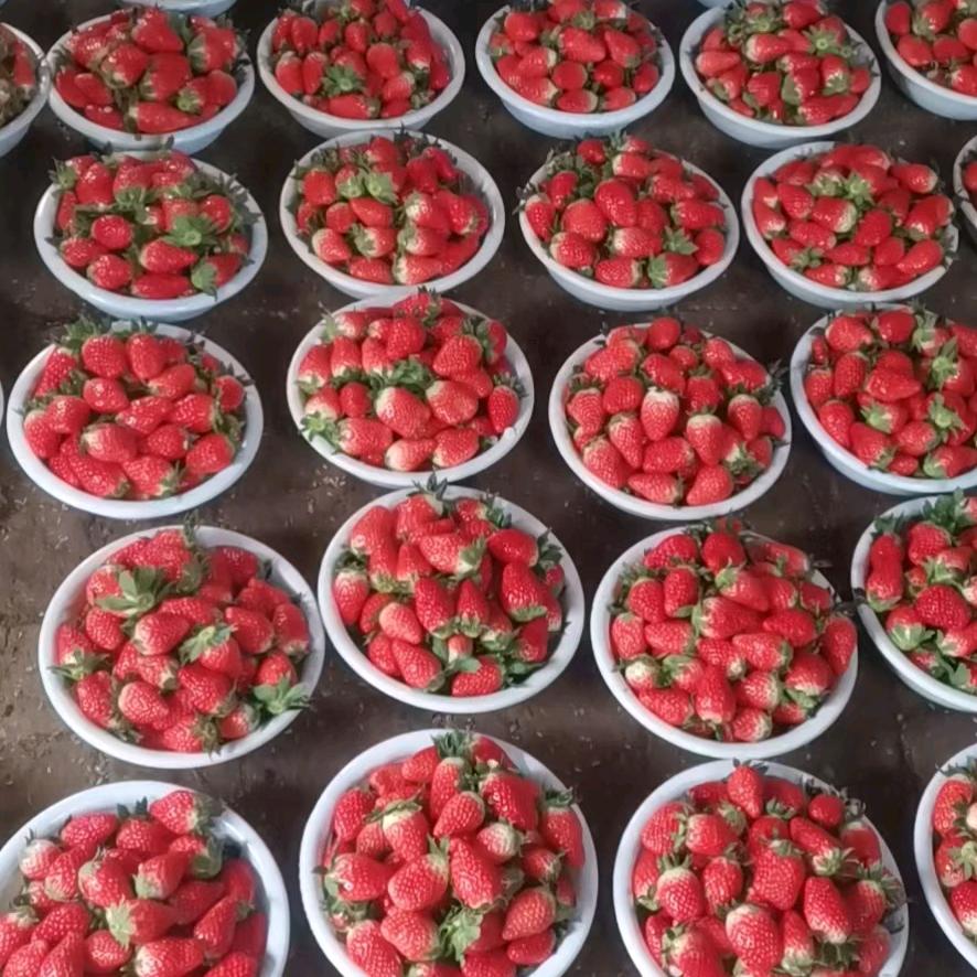 送草莓的小哥哥