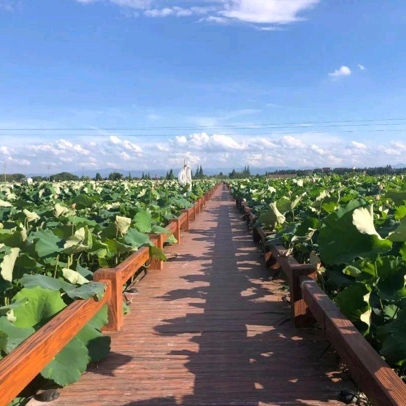 农夫（丁未羊）