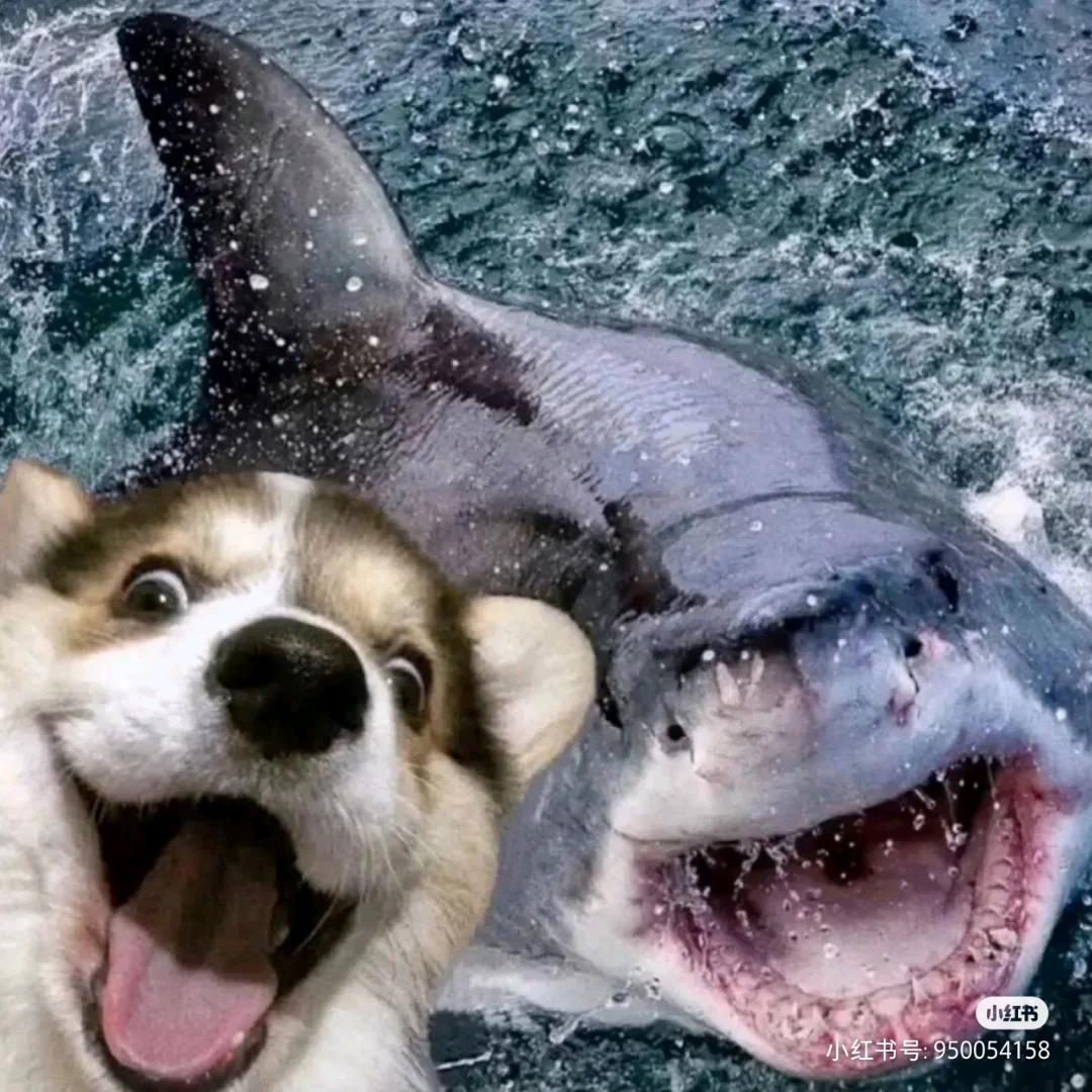 漫步雨中的小熊