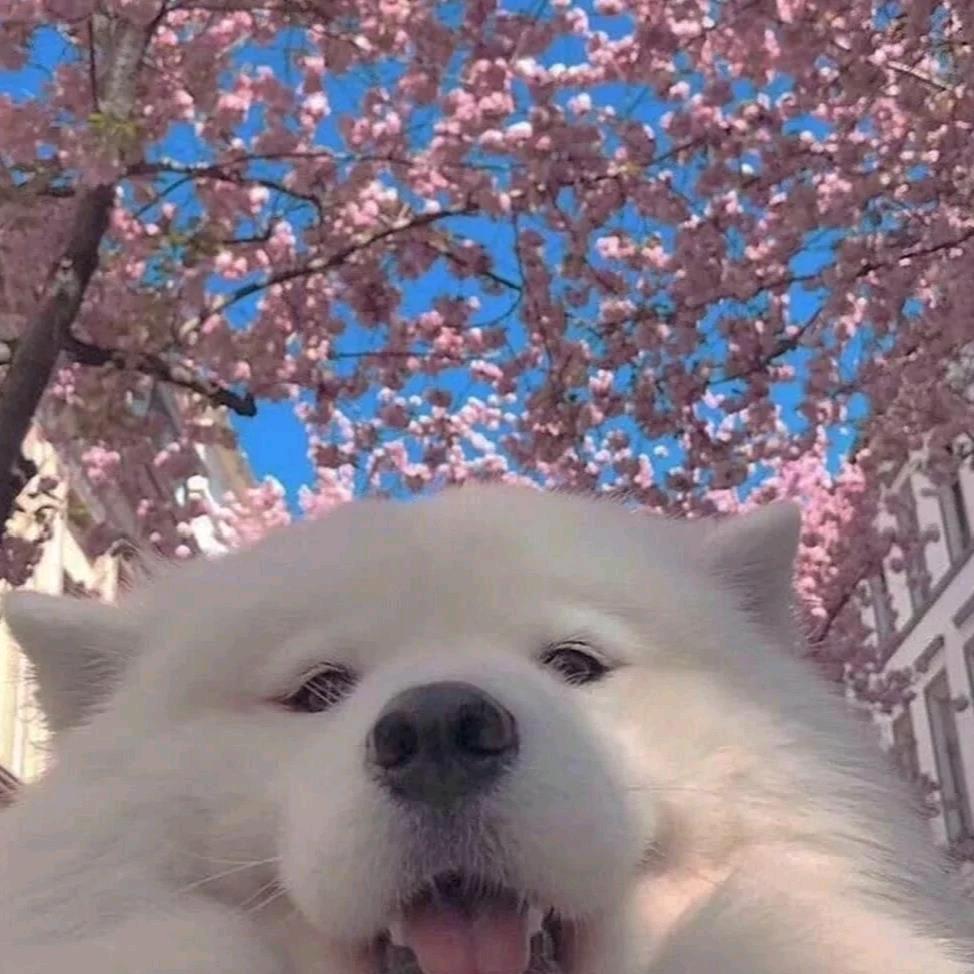 🌈世间樱花盛开🌸