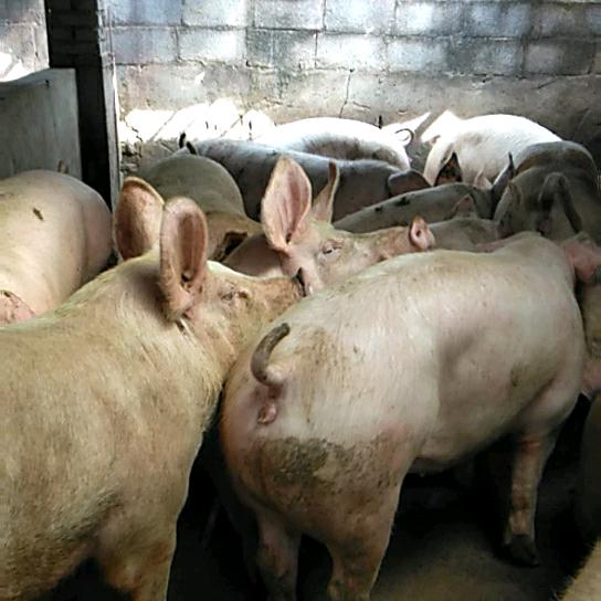 收猪刘总🐷🐷🐷🐷🐷🐷