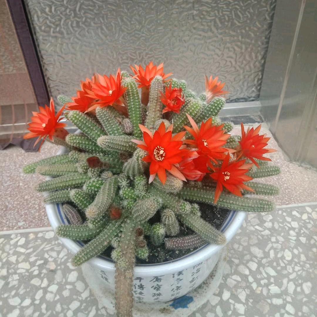 用户我爱我的家乡