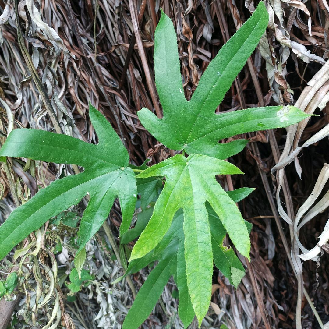 随缘