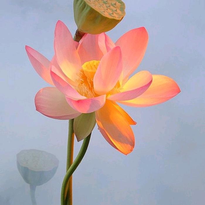 花开富贵～～～