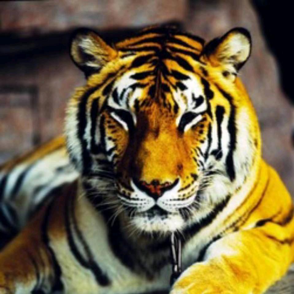 老虎🐅