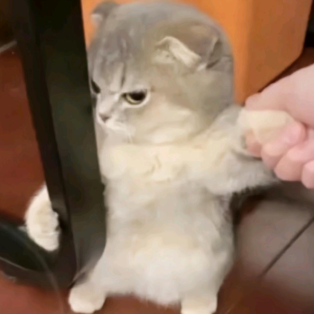 ༺ۣۖิ高冷的呆呆猫༻