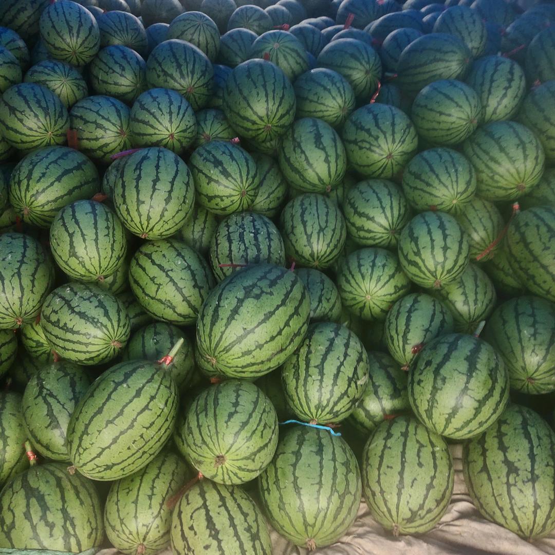 专业批发甘蔗西瓜