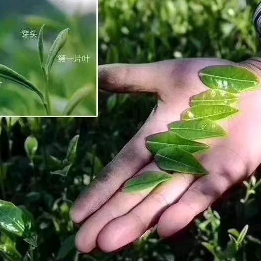 茶溪
