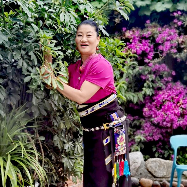 紫荆花