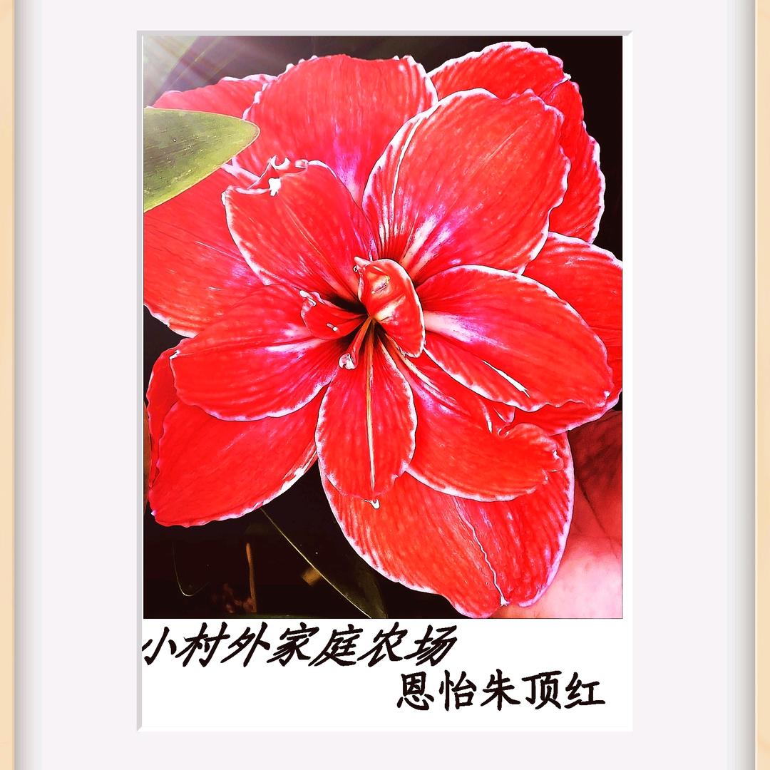 恩怡朱顶红〖小村外家庭农场〗