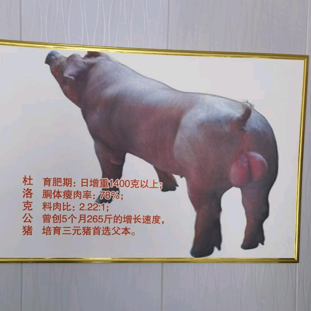 昌平高端种猪