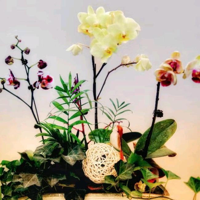 紫兰（拒私聊）