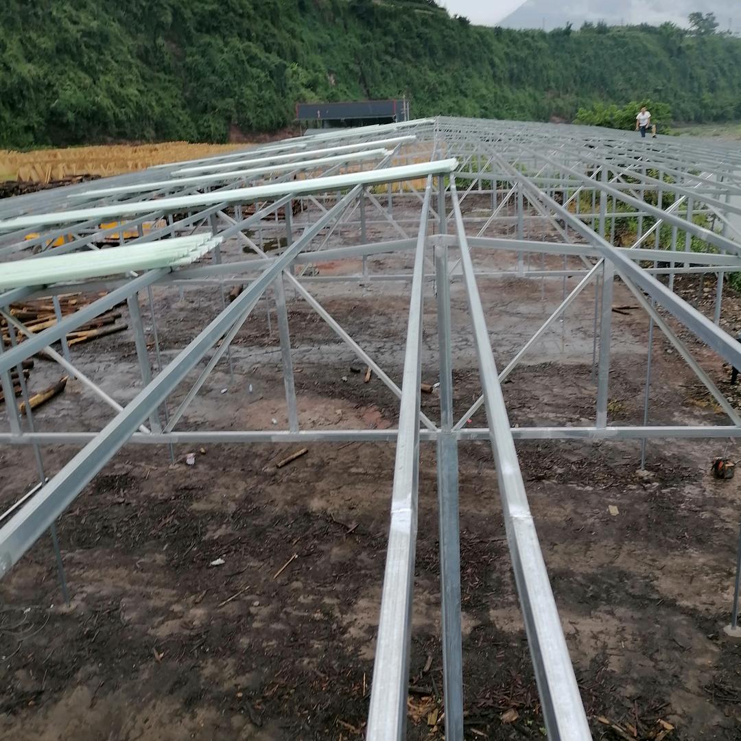 大山里的，鸽子花！