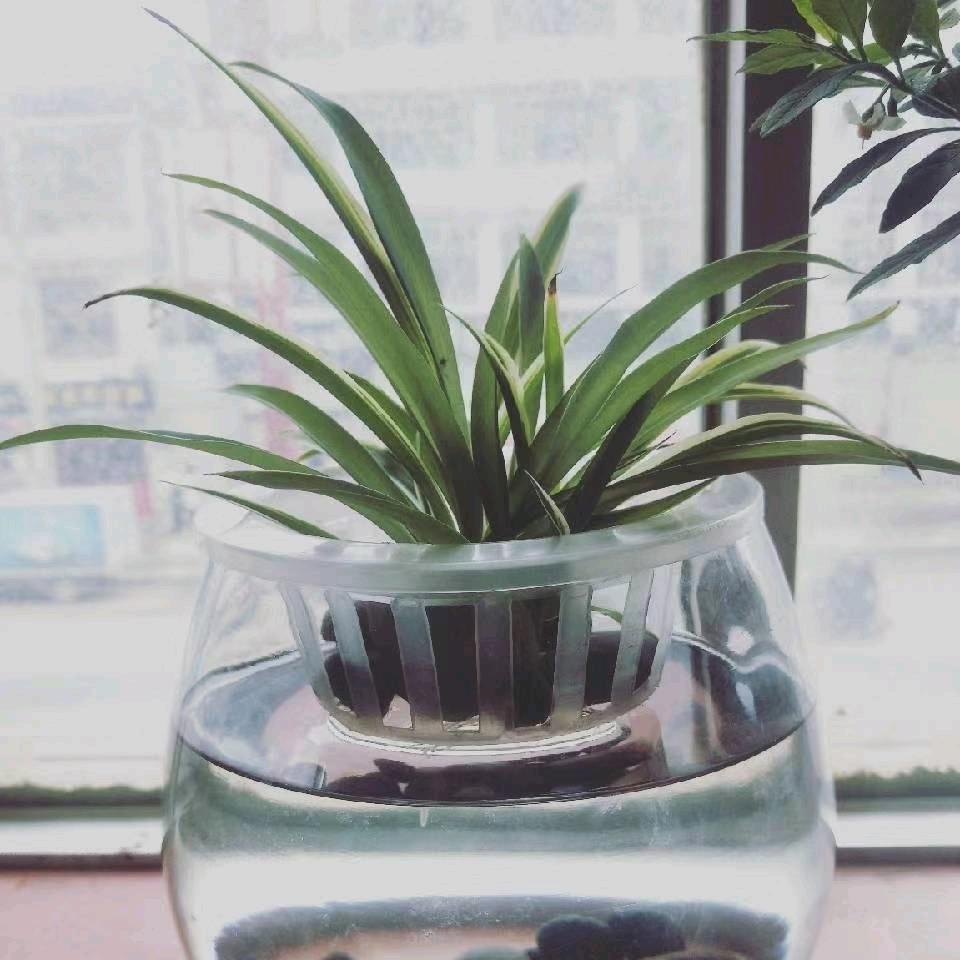 梦飞杨