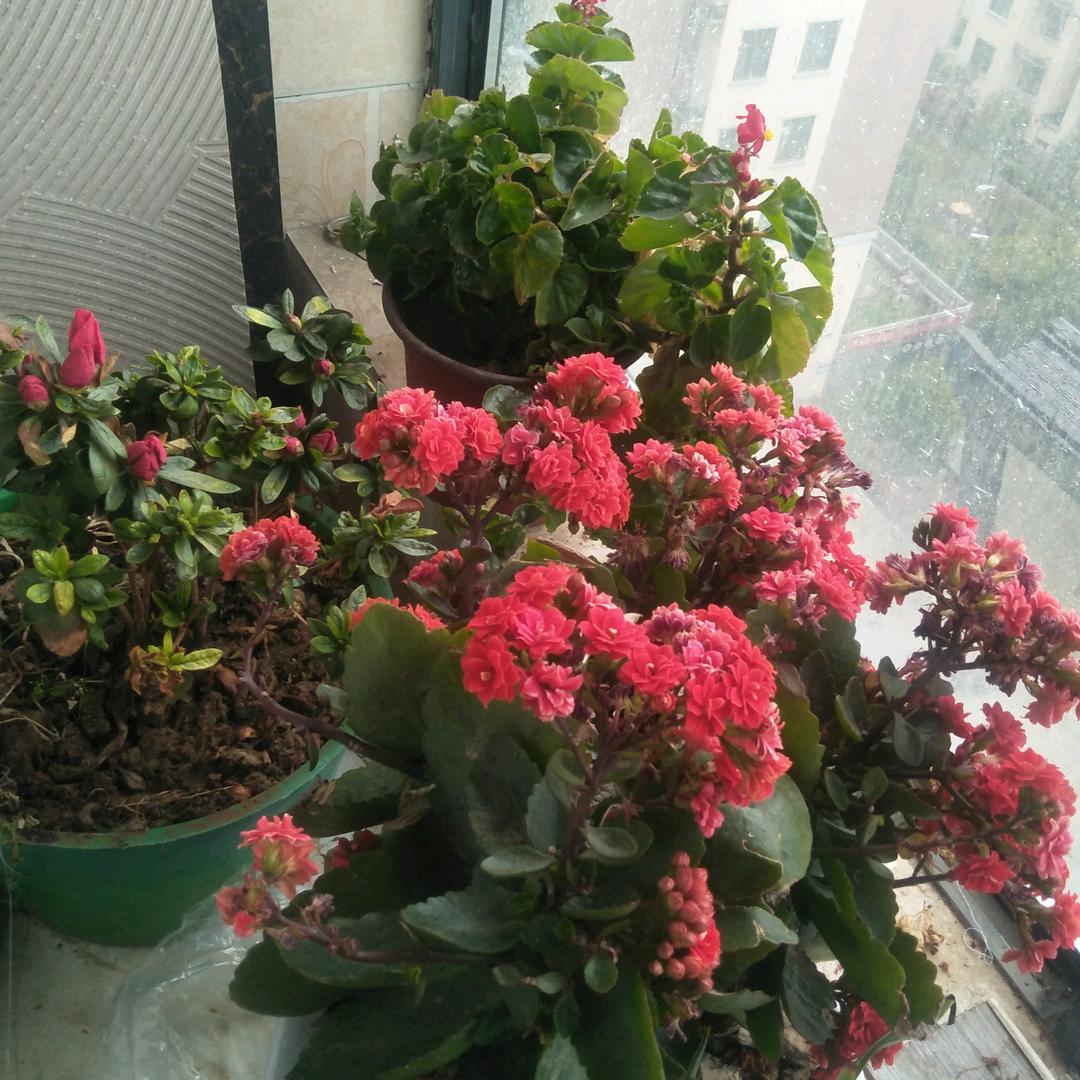 你若盛开，……