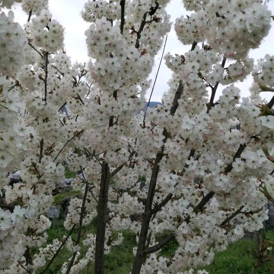 刘家寨村樱桃基地四季果园