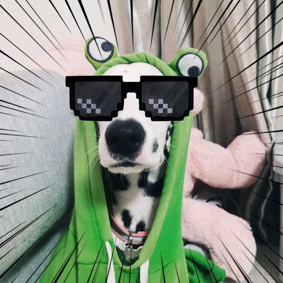 狗子十月