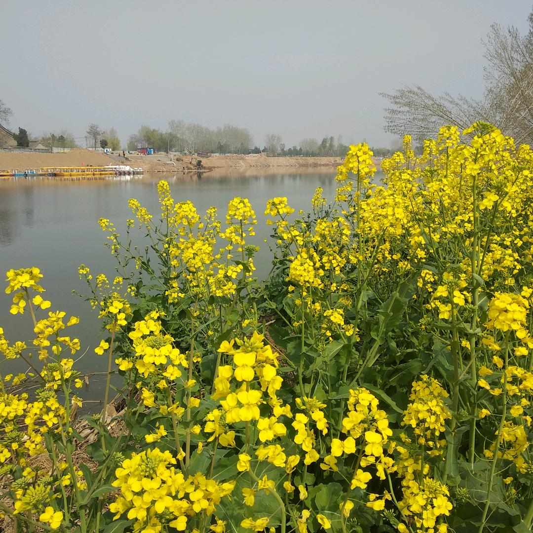 维尼