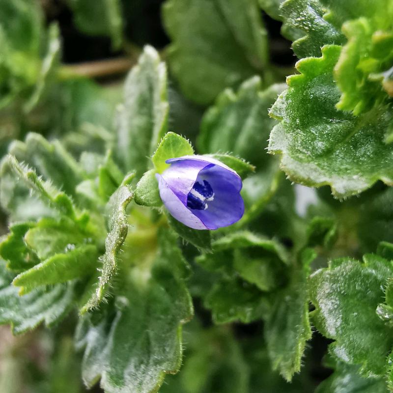 组培玩家（花田农业）
