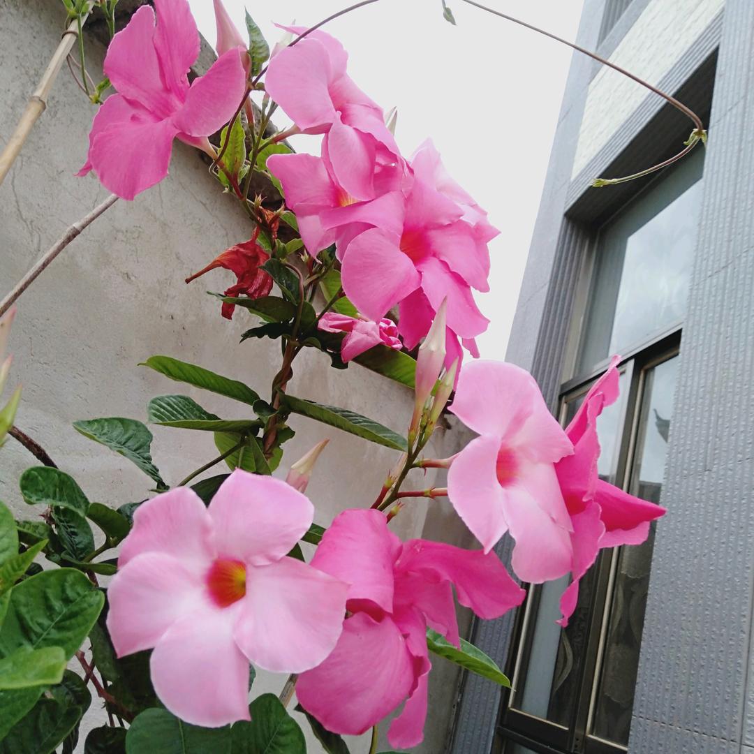 飘香