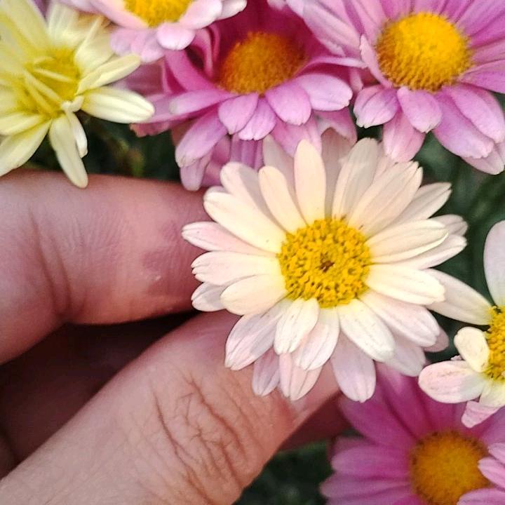 清芳苑花卉
