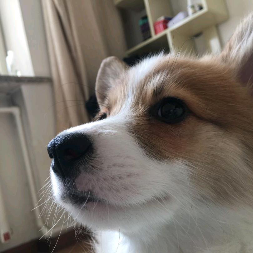 心疼狗的沈先生