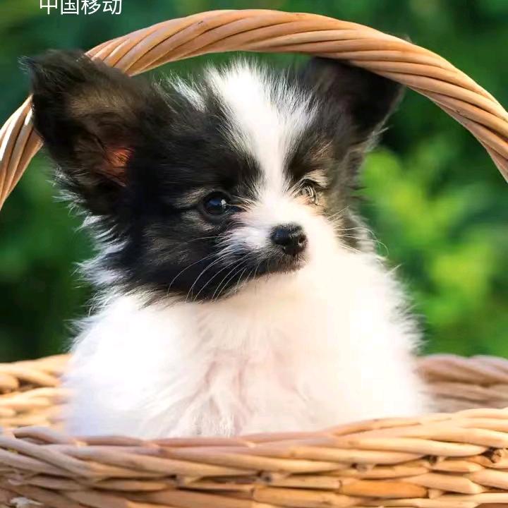 小郭
