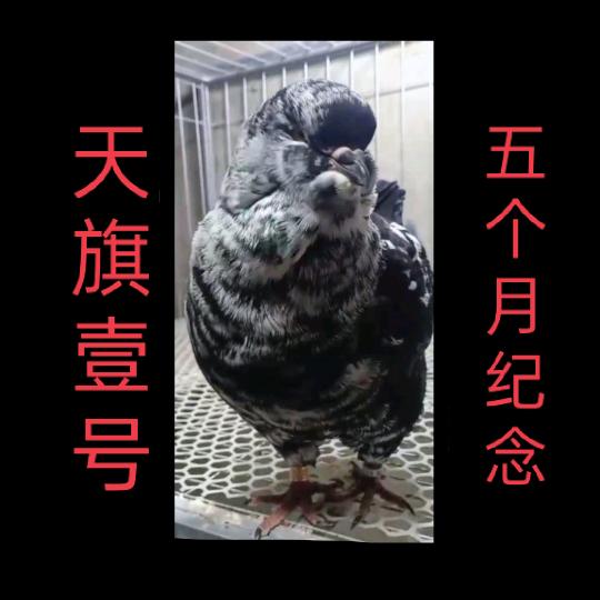 亳州红旗★:★中国圆宝鸽