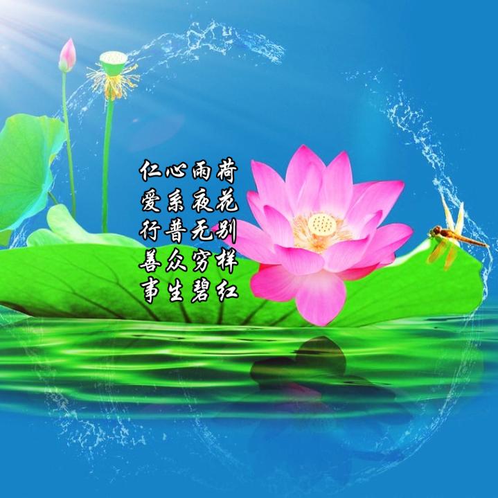 仁心雨荷