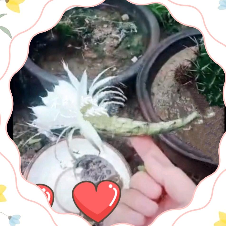 执着