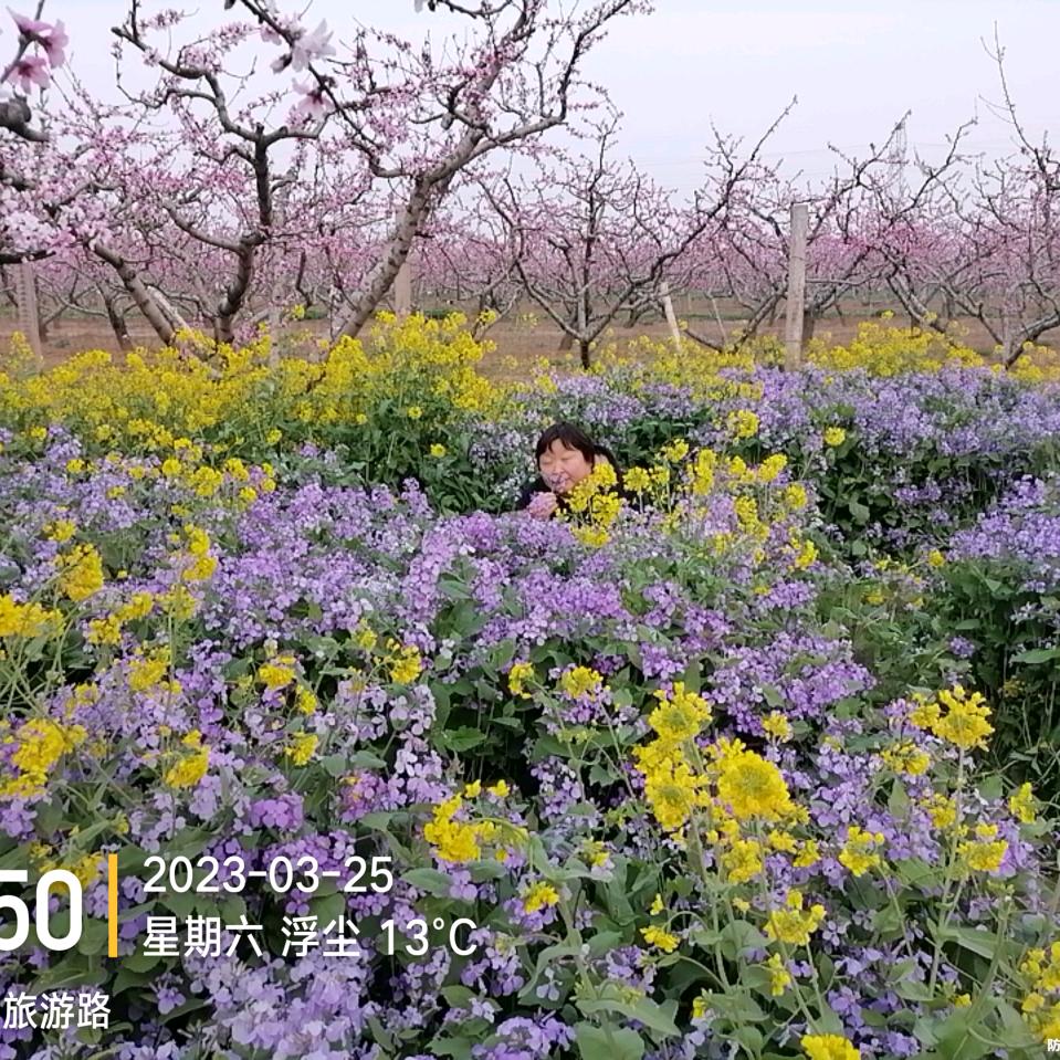 针灸传扬
