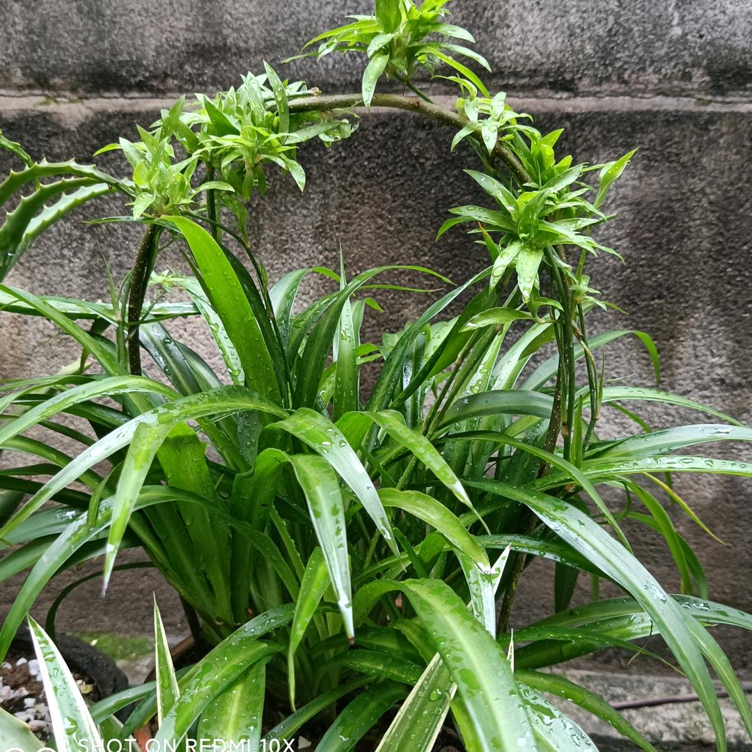 一网青深