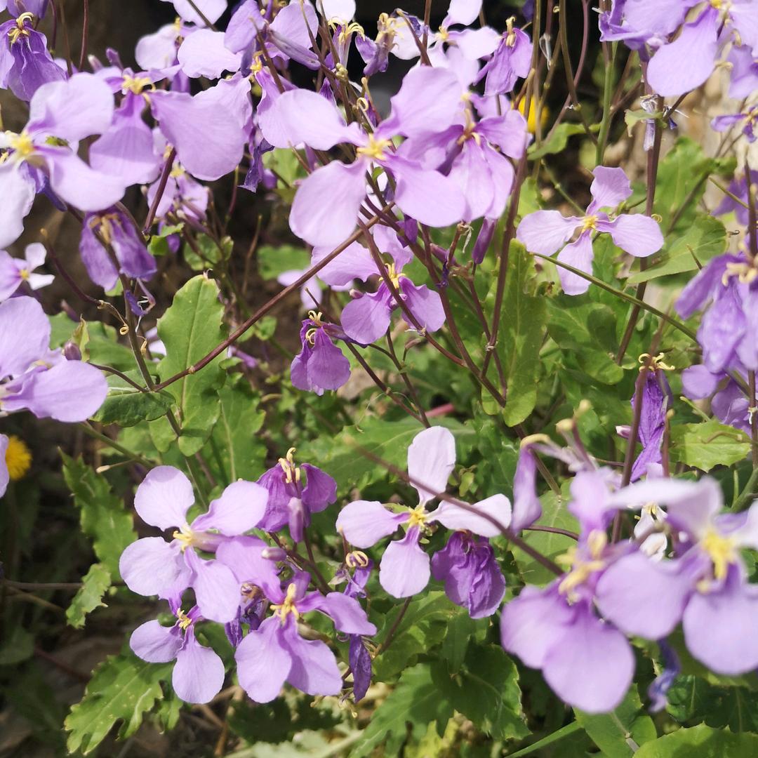 诸葛菜