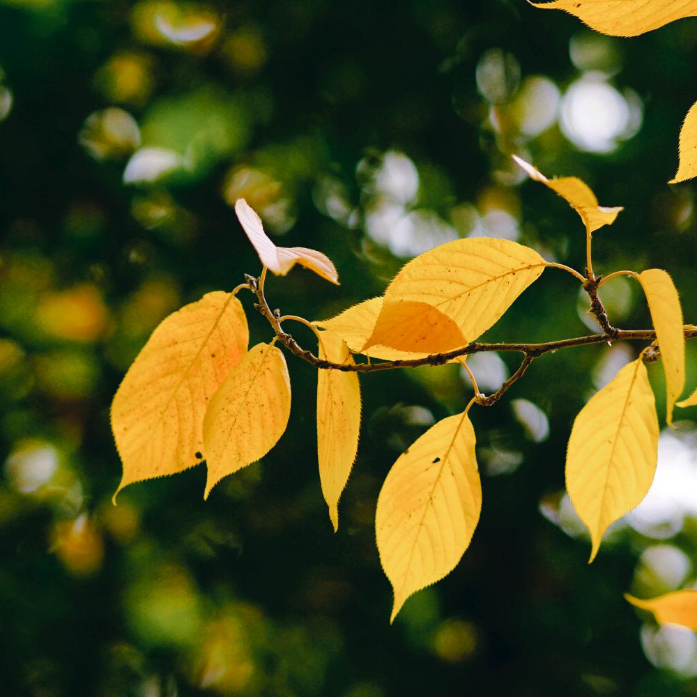 骑旅行车去旅行