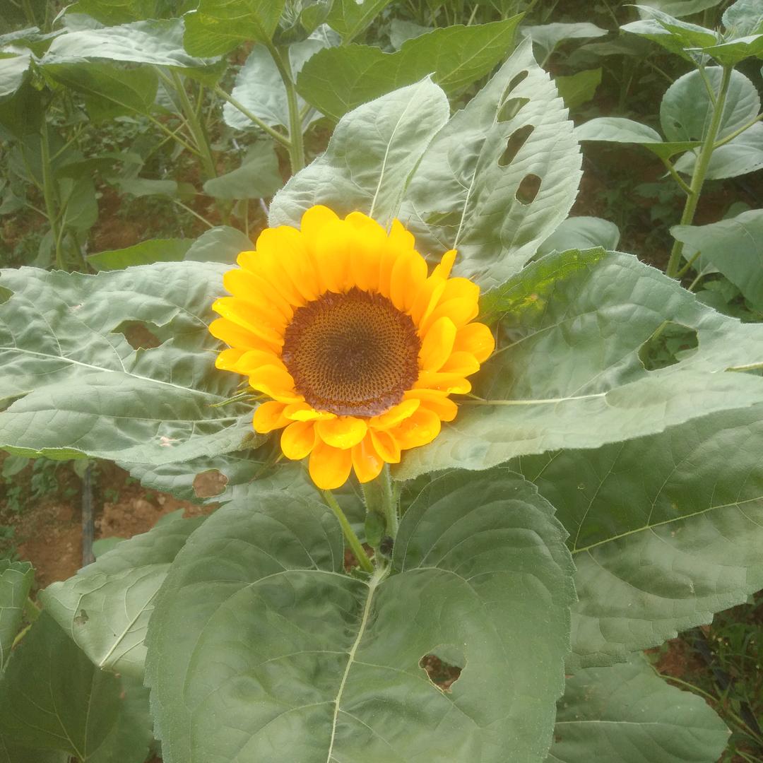 花海兰天