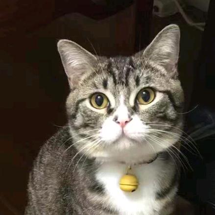 （子喵）虎头猫😸