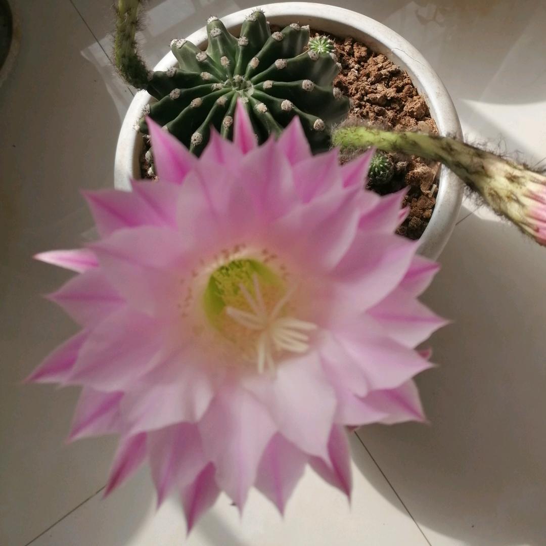 春夏